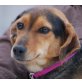 MIKINA, Pflegestelle Oberösterreich, herzlos abgegeben - süße Pinscher/Dackelmi - Hündin