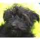 MIKINO - Pflegestelle Vorarlberg, süßer junger Yorkie/Zwergschnauzer-Mix - Rüde