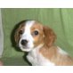 MIKY, Beaglemischling,Pflegestelle OÖ Welpen - Rüde
