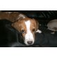 MIKY, Beaglemischling,Pflegestelle OÖ Welpen - Rüde