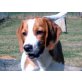 MIKY 'Tango', Beaglemischling, Pflegestelle OÖ Welpen - Rüde