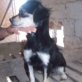 MILA, kl. Mix (ca. 25 cm), kastriert, 2-3 Jahre - Hündin