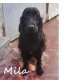 MILA.. wünscht sich ein liebes Zuhause!, Cocker Spaniel - Hündin