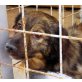 MILAN wartet in der Hölle...., Chihuahua Zwerg Spitz - Rüde