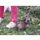 MILIKI, kleiner Mix - Rüde