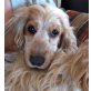 MILLA, Cocker Spaniel Mix - Hündin