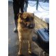 * MILLI *, Deutscher Schäferhund - Hündin