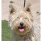 MILLI - Linares, West Highland White Terrier, kastriert - Hündin