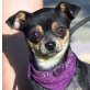 MILLI - Linares - kastriert, Chihuahua/Zwergpinscher-Mischling - Hündin