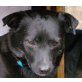 MILLO - Pflegestelle Niederösterreich, Schüchterner Pinscher-Dackel-Mix - Rüde