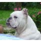 MILLY 2, engl.Bulldogge - Hündin