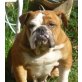 MILLY 4, Pflegestelle Waldviertel, englische Bulldogge - Hündin