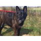 MILLY, Belgischer Schäferhund Mix - Hündin