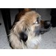 MILLY, Pekinsen-Mix - Hündin