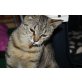 MILLY junges, verspieltes Tigermädchen - Katze