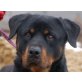 MILON, Pflegestelle Niederösterreich, wunderschöner, zugänglicher ROTTWEILER - Rüde