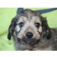 MILTON, Spaniel/Maltesermix,Pflegestelle Linz Welpen - Rüde