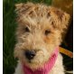 MILU - Ubeda, Fox Terrier, unkastriert Welpen - Rüde