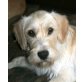 MIMI 10, Pflegestelle Oberösterreich, Terrier-Retriever-Mix - Hündin