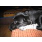 MIMI 11, Pflegestelle Niederösterreich, unkomplizierte Schmusemaus - PINSCHER-Mix - Hündin