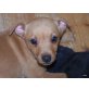 MIMI 7, Pflegestelle Vorarlberg, folgsame Kuschelmaus - Pinscher-Mix - Hündin