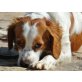 MIMI, Breton Epagneul/ein Herz von Hund - Hündin