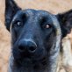 MINA ... WUNDERSCHÖNE MALINOIS HÜNDIN! - Hündin