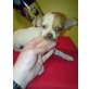 MINI BLAUE AUGEN, Chihuahua kurzhaariger Schlag Welpen - Rüde