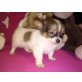MINI CHIHUAHU RÜDE LH FLECKI, Chihuahua langhaariger Schlag Welpen - Rüde