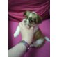 MINI CHIHUAHUA CAPPUCINO WEIBCHEN, Chihuahua langhaariger Schlag Welpen - Hündin