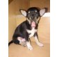 MINI CHIHUAHUA FLEDERMAUSOHREN, Chihuahua kurzhaariger Schlag Welpen - Rüde