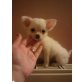 MINI CHIHUAHUA GANZ IN WEISS, Chihuahua langhaariger Schlag - Rüde