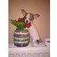 MINI CHIHUAHUA KH RÜDE, Chihuahua kurzhaariger Schlag Welpen - Rüde