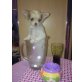 MINI CHIHUAHUA MÄDI, Chihuahua langhaariger Schlag Welpen - Hündin