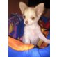MINI CHIHUAHUA MÄDI, Chihuahua langhaariger Schlag Welpen - Hündin