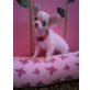 MINI CHIHUAHUA MÄDI, Chihuahua langhaariger Schlag Welpen - Hündin