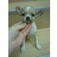 MINI CHIHUAHUA RÜDE, Chihuahua kurzhaariger Schlag Welpen - Rüde