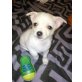 MINI CHIHUAHUA RÜDE, Chihuahua kurzhaariger Schlag Welpen - Rüde