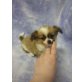 MINI CHIHUAHUA RÜDE, Chihuahua langhaariger Schlag Welpen - Rüde