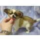 MINI CHIHUAHUA RÜDE, Chihuahua langhaariger Schlag Welpen - Rüde