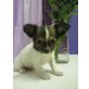 MINI CHIHUAHUA RÜDE, Chihuahua langhaariger Schlag Welpen - Rüde