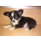 MINI CHIHUAHUA RÜDE, Chihuahua langhaariger Schlag Welpen - Rüde