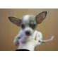 MINI CHIHUAHUA RÜDE GANZ BESONDERES, Chihuahua kurzhaariger Schlag Welpen - Rüde