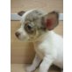 MINI CHIHUAHUA RÜDE KH, Chihuahua kurzhaariger Schlag Welpen - Rüde