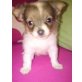 MINI CHIHUAHUA RÜDE LH WILDE FARBEN, Chihuahua langhaariger Schlag Welpen - Rüde