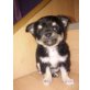 MINI CHIHUAHUA RÜDE SUPER SÜSS, Chihuahua langhaariger Schlag Welpen - Rüde