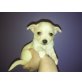 MINI CHIHUAHUA RÜDE WEISS-CREME, Chihuahua kurzhaariger Schlag Welpen - Rüde