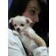 MINI CHIHUAHUA RÜDE WEISSE WOLLE, Chihuahua langhaariger Schlag Welpen - Rüde