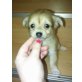 MINI CHIHUAHUA TEDY, Chihuahua langhaariger Schlag Welpen - Rüde