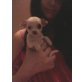 MINI CHIHUAHUA WEIBCHEN CIRCUSWELPE, Chihuahua kurzhaariger Schlag Welpen - Hündin